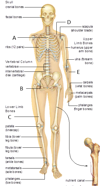 Match the labeled structures in the figure below with the choices that follow.    