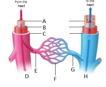 Identify the labeled structures of the circulatory system in the figure below.    