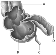   In the accompanying diagram, ____ is labeled  D . A) the appendix B) the cecum C) a polyp D) a portion of the small intestine E) the colon