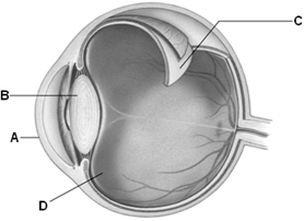   The ____ of the eye is a tissue that is densely packed with photoreceptors. In the above diagram of the eye, which letter identifies it? A) lens; A B) vitreous body; C C) retina; C D) sclera; A E) cornea; D
