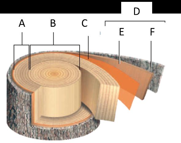 Structure of an older, woody eudicot stem.    