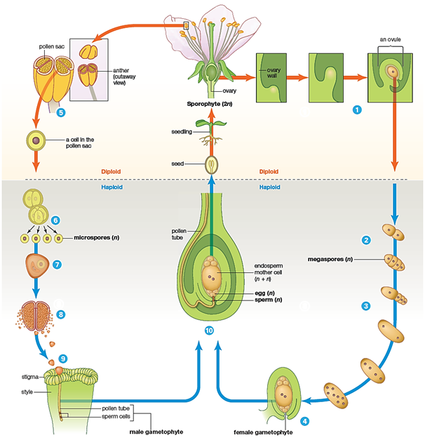 The following diagram depicts the life cycle of a cherry, a eudicot. Match the specified labels in the diagram with the corresponding life cycle stage.    