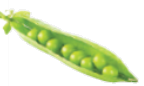 pea pod    