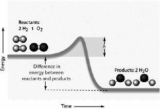   Examine the figure above and answer the following question(s) . In the figure above, the amount of energy symbolized by the line  A  would be the A)  reactant energy. B)  product energy. C)  cofactor energy. D)  activation energy. E)  intermediate energy.