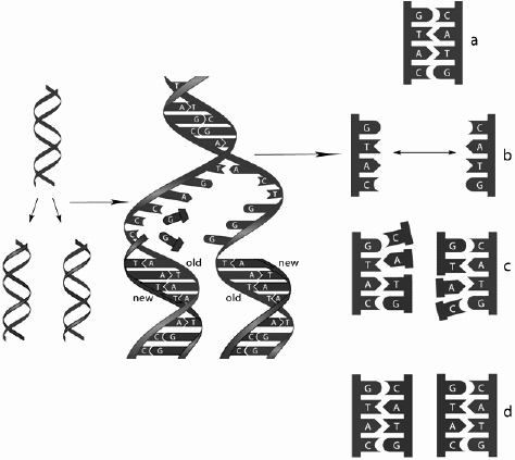   Examine the figures above and answer the following question(s) . In the figure above, step  a  represents A)  the two parental DNA strands. B)  the two F <sub>1</sub> generation DNA strands. C)  the two F <sub>2</sub> generation DNA strands. D)  the DNA molecule to be transcribed. E)  the DNA molecule to be translated.