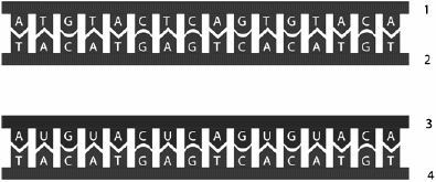   Examine the figure above and answer the following question(s) . In this representation of transcription, strand # 1 represents A)  the coding DNA strand. B)  the transcript. C)  the template for the coding DNA strand. D)  the coded RNA strand. E)  both the transcript and the coded RNA strand.