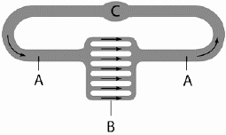   Examine the diagram above, and answer the following question(s) . In the above diagram, C represents which of the following structures? A)  large diameter blood vessel B)  capillary beds C)  the zone of diffusion of gases and nutrients D)  the heart E)  large diameter blood vessel and the zone of diffusion of gases and nutrients