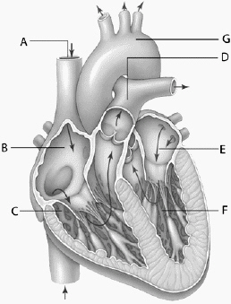   For the following question(s) , refer to the diagram above. The structure labeled  D  is the A)  aorta. B)  right atrium. C)  left atrium. D)  trunk of the pulmonary arteries. E)  superior vena cava.