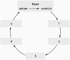 Using the flow chart, starting with the heart and going in order 1 - 5, which is the correct order of blood flow?   A)  capillaries, venules, veins, arteries, arterioles B)  arterioles, arteries, venules, veins, capillaries C)  arteries, arterioles, capillaries, venules, veins D)  veins, venules, capillaries, arterioles, arteries E)  arteries, veins, arterioles, capillaries, venules