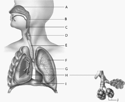  Use the above diagram to answer the following question(s) . In the above diagram, the ____ is (are)  labeled with the letter  E . A)  esophagus B)  larynx C)  trachea D)  epiglottis E)  bronchi