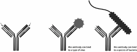Identify the site indicated by the arrow in the diagram.   A)  complement binding site of an antibody B)  antigen binding site of an antibody C)  MHC binding site of an antigen D)  complement binding site of T cell receptor E)  MHC binding site of a T cell receptor