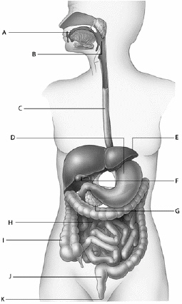   Use the figure above to answer the following question(s) . Referring to the above diagram, which structure is responsible for storing bile? A)  F B)  G C)  H D)  I E)  J