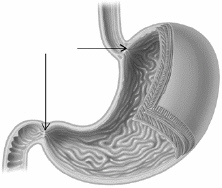 The arrows in the diagram below are pointing to   A)  the esophagus and small intestine. B)  the trachea and large intestine. C)  the sphincters at the top and bottom of the stomach. D)  the esophagus and pancreas. E)  the stomach.