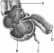   Use the above picture to answer the following question(s) . Referring to the above diagram, what structure is labeled  D ? A)  the appendix B)  the cecum C)  a polyp D)  a portion of the small intestine E)  the colon