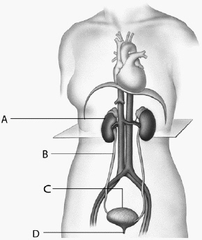   Use the above figure to answer the following question(s) . The urinary bladder, identified as ____ in the above diagram, is separated from the ____ by a sphincter. A)  A; ureter B)  C; ureter C)  A; urethra D)  C; urethra E)  none of these letters; urethra
