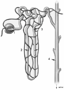   Use the above figure to answer the following question(s) . Tubular secretion occurs in the region labeled A)  1. B)  2. C)  3. D)  4. E)  as none of these.