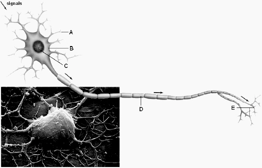   Use the above figure to answer the following question(s) . Referring to the above diagram, the dendrites are labeled as A)  A. B)  B. C)  C. D)  D. E)  E.