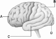   Use the above figure to answer the following question(s) . Referring to the above diagram of the brain, D identifies which lobe of the cerebrum? A)  frontal lobe B)  parietal lobe C)  occipital lobe D)  temporal lobe E)  primary motor cortex
