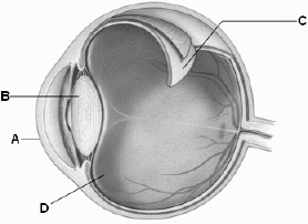   Use the above figure to answer the following question(s) . The ____ of the eye is a tissue that is densely packed with photoreceptors. In the above diagram of the eye, which letter identifies it? A)  lens; A B)  vitreous body; C C)  retina; C D)  sclera; A E)  cornea; D