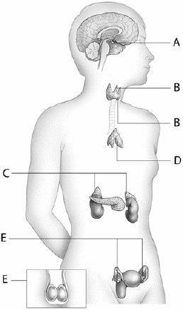   Cortisol steroids are produced at letter _____.