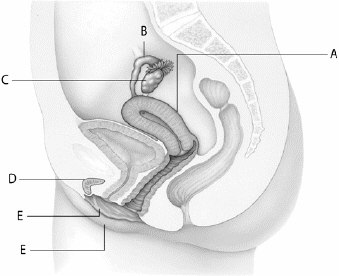   What letter indicates the structure that acts as a pathway for the egg from the ovary to the uterus?