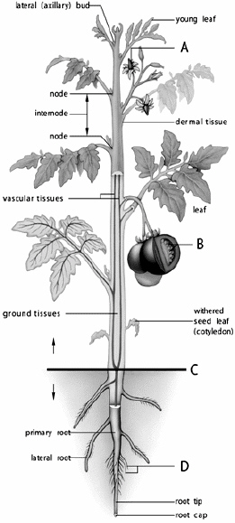   The seeds are located inside the structure at letter _____.