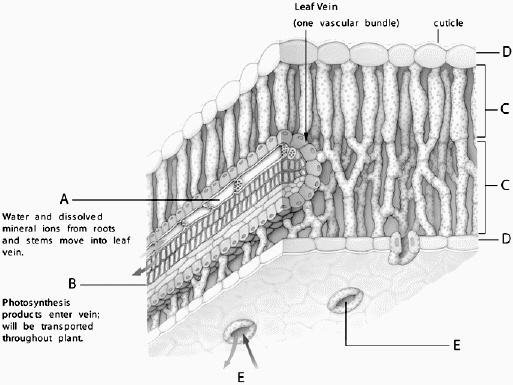   The structure at letter  E  is properly called  A)  stigma.  B)  holes.  C)  openings.  D)  veins.  E)  stomata. 