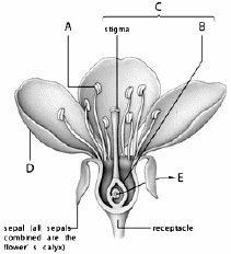   Pollen is produced in the structure at letter _____.