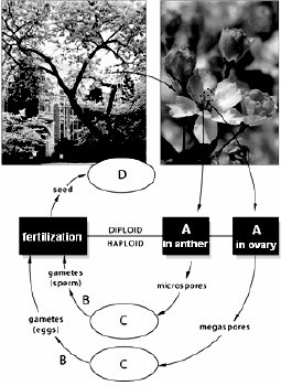   -What structures are indicated at the letter  C ?