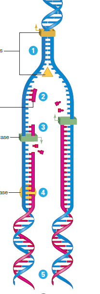 Using the diagram, indicate the molecule that functions at each step in DNA replication  