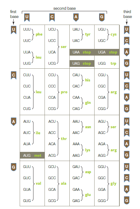     Referring to the given image, what is the most likely sequence of DNA that codes for the amino acid sequence asn-tyr-phe-ser-pro? A)  AACTATAAATCACCA B)  GGGCCATGTAAACTA C)  CUUAUAAAAAGUUGA D)  TTGATAAAAAGTGGT E)  TTGATCGGAAGTTGA