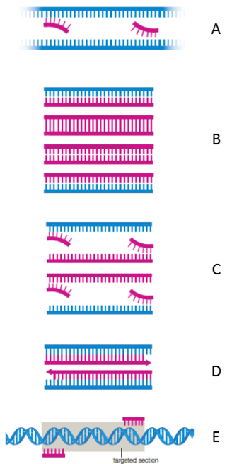 Match the steps of two rounds of PCR with an appropriate description.  