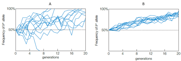 The following graphs show the frequency of the b+ allele over 20 generations in two populations of heterozygous flour beetles (data for a population of 10 individuals is shown in graph A; data for a population of 100 individuals is shown in graph B) . Why does the frequency of the b + allele increase in both populations?   A)  b+ is a lethal allele. B)  b+ is a balanced polymorphism. C)  b+ is a fixed allele. D)  b+ allele is adaptive. E)  b+ is a neutral mutation.