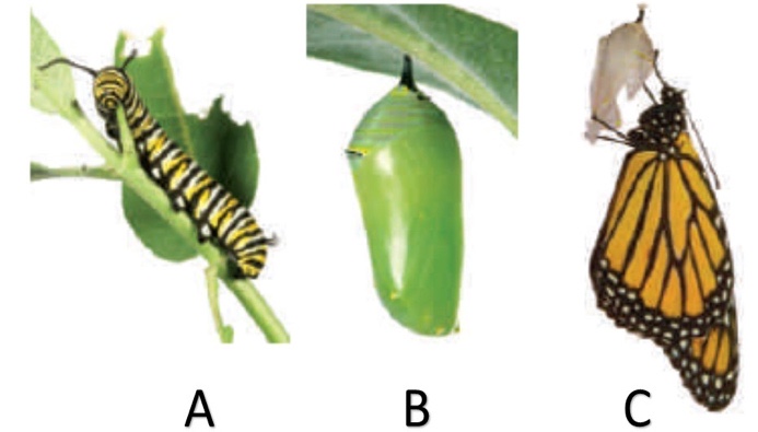 Examine the figure below and match each term with the letter to which it best corresponds.  