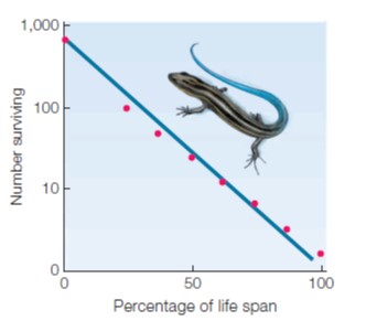 Match the following figures with the most appropriate statement.     summary= An illustration shows 3 graphs and 2 photos.  The graph A with an accompanying photo of the sheep shows the horizontal axis that represents the percentage of lifespan from 0 to 100 with increments of 50. The vertical axis represents the numbers surviving from 0 to 1000 with 10 and 100 in between. The curve starts from 1000 at vertical axis moves steadily and then falls down to 100%. Pink dots are shown along the lines of the curve.  The graph B with an accompanying photo of a desert shrub shows the horizontal axis that represents the percentage of life span from 0 to 100 with increments of 50. The vertical axis represents the numbers surviving from 0 to 1 million with 100 and 10,000 in between. The curve starts from 1million and falls down along the vertical axis to 100 and moves steadily towards the horizontal axis. Pink dots are shown along the lines of the curve.  The graph C with an accompanying photo of a lizard shows the horizontal axis represents the percentage of life span from 0 to 100 with increments of 50. The vertical axis represents the numbers surviving from 0 to 1000 with 10 and 100 in between. A straight line is seen across the graph that begins at 1000 and ends at 100. Pink dots are seen along the line.  The photo D shows a black fly laying eggs on a tomato.  The photo E shows two whales swimming in the water. >  A.   B.   C.   D.   E.             