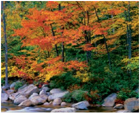 Which biome is pictured here?   A)  temperate deciduous forest B)  chaparral C)  tropical rainforest D)  temperate grassland E)  boreal forest