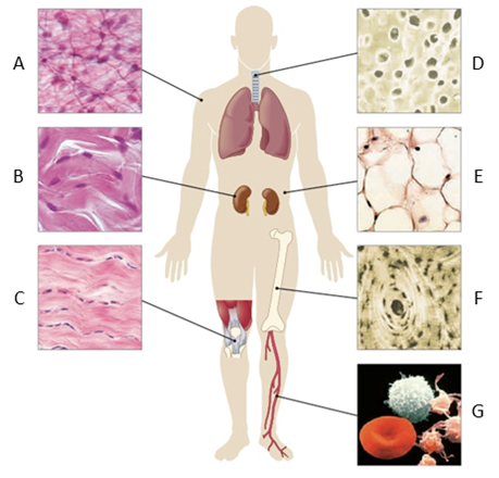   In the given figure, ____ is responsible for producing cells needed to defend the body. A)  tissue C B)  tissue D C)  tissue E D)  tissue F E)  tissue G