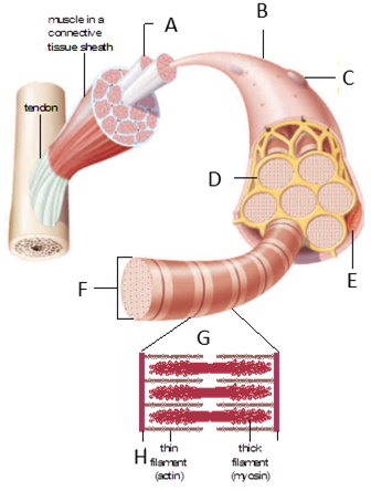   In the accompanying figure, the structure labeled  H  is a ____. A)  muscle fiber B)  sarcoplasmic reticulum C)  mitochondria D)  myofibril E)  Z line