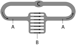   The above diagram is an example of ____. A)  a closed circulatory system with one heart B)  an open circulatory system with one heart C)  a closed circulatory system with a three-chambered heart D)  an open circulatory system with a two-chambered heart E)  a closed circulatory system with a four-chambered heart