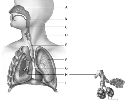   In the above diagram, the _____ is/are labeled with the letter  J.  A)  bronchi B)  bronchioles C)  diaphragm D)  alveoli E)  trachea