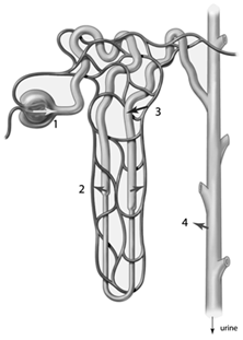      Filtration occurs in the region labeled____. A)  1 B)  2 only C)  3 only D)  4 E)  2 and 3
