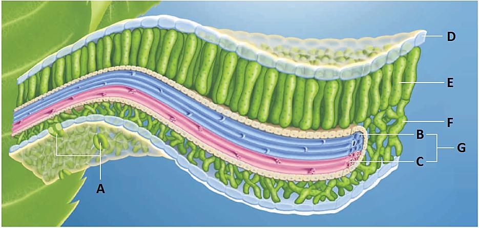 Match the letters on the diagram to the following parts of a leaf.  