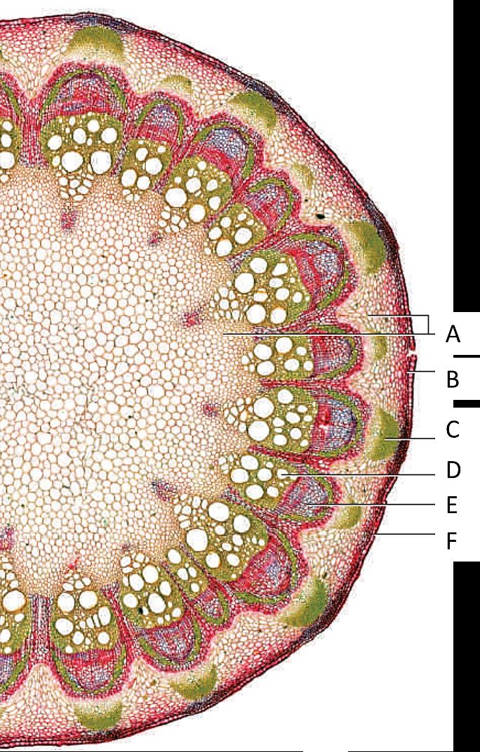     Locations of tissues in a eudicot stem .