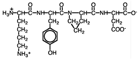 Consider the tertiary structure of a protein containing two peptides with the segments shown below. What type(s) of interaction(s) would be possible between the side chains?   A) hydrogen bonding B) hydrophobic interactions C) salt bridges D) all of these