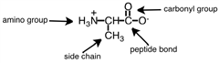 The amino acid shown below correctly labeled.    