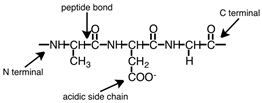 The given protein segment is correctly labeled.    