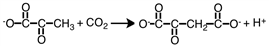 Consider the following reaction.   The enzyme that would be placed over the arrow is a _____ . A) ligase B) lyase C) hydrolase D) transferase