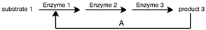 Consider the following figure.  The step labeled A is known to reduce the activity of Enzyme 1.  This would be described as what type of enzyme regulation?   A) end product inhibition B) feedback inhibition C) allosteric inhibition D) competitive inhibition
