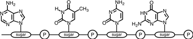 The following segment of a nucleic acid could be identified as _____ .   A) GCTQ B) ATCG C) TACG D) GCAT