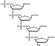 Which of the following correctly describes the segment of the nucleic acid shown?   A) This is a segment of DNA. B) It has a 3' → 5' phosphodiester linkage. C) The sugar involved is deoxyribose. D) All of the responses are correct.